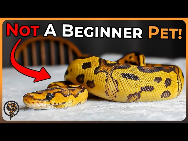 Ball Pythons are NOT Beginner Pets: Let me Explain