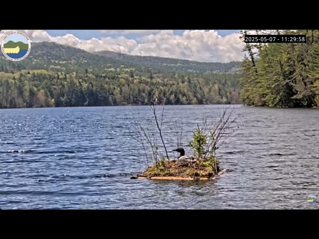 Lake Fairlee LoonCam