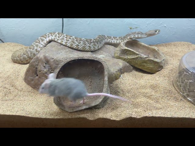 Beautiful RED RATTLESNAKE shows a rat who’s boss !