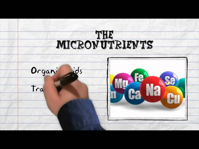 The Science of Sugar - What's in our food?