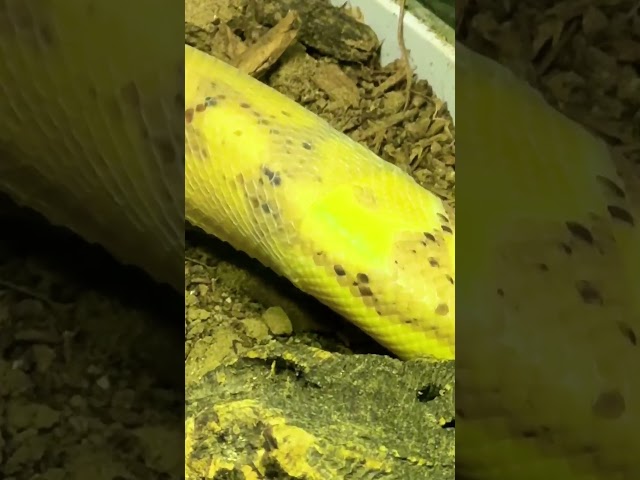 Banana Ball Python Shedding