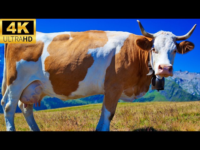 4k Farm Animal Video 🌿 Discover Tranquillity: Farm Animal Relaxation Video