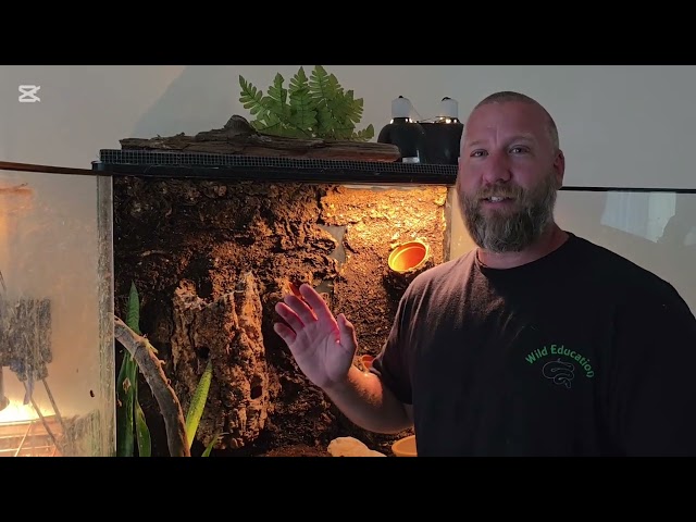 Catching and getting bitten by some Tokay geckos! Always an adventure!