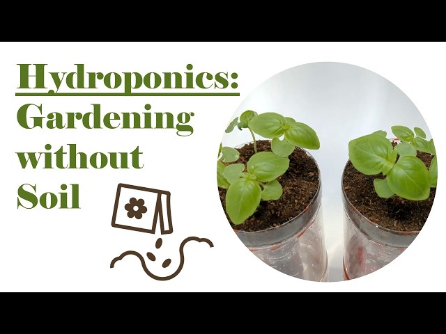Hydroponics: Gardening Without Soil | Science Project & Activity