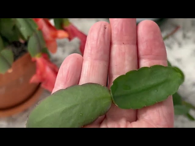 Easter Cactus Update, Taking a Cutting, Signs Your Cactus Needs Water!