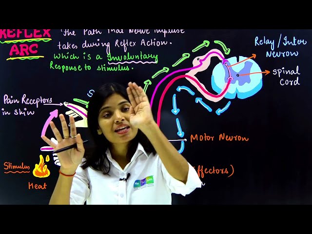 CONTROL AND COORDINATION || CLASS-10TH || NCERT || BOARD EXAM 2026 || CBSE ||