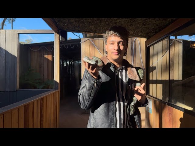 I hold a venomous python 🐍 in Australian wild life sanctuary/ part 2