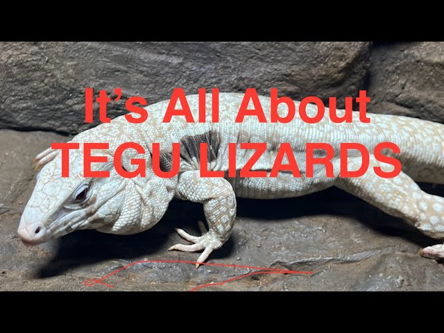 Tegu Time! All The Tegu Information we can Muster!