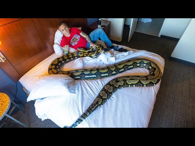 40 HOURS In HOTEL with COVID and GIANT SNAKE!!!