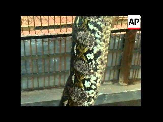 VOICE Zoo claims capture of 15-metre python