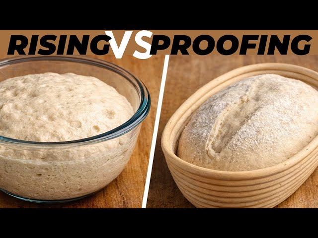 Bread Rising vs Proofing: What’s the Difference and Why It Matters