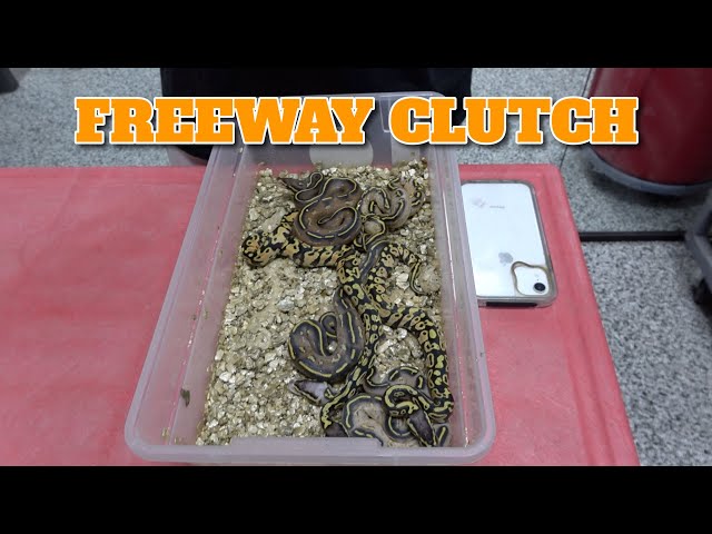 Clutch Update! Amazing Freeway Ball Pythons