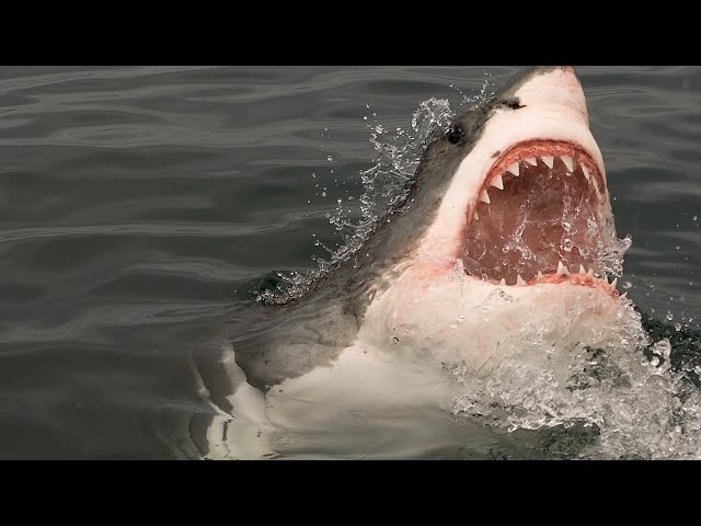 Have fun learning the letter "S" with: Shark, Sheep, Seal and Swan.