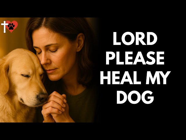 Healing Prayer for Your Sick Dog – Feel God's Comfort and Hope – prayer for dog