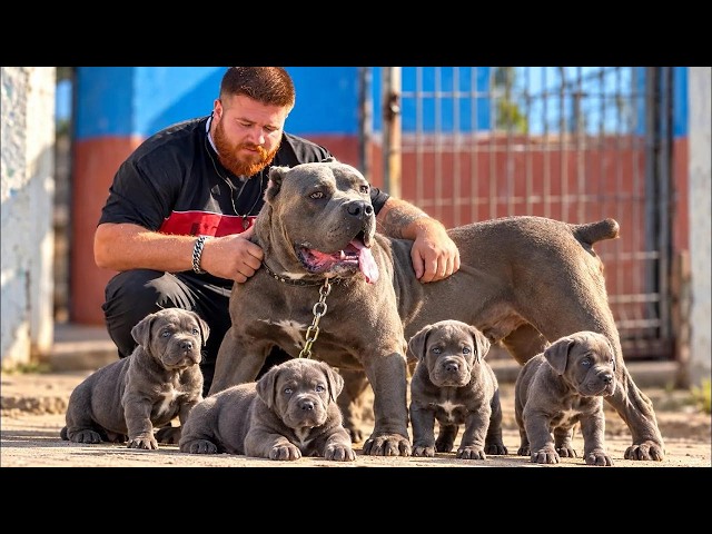 EL ENORME CANE CORSO CARLOS YA ES PAPÁ! | NACIERON SUS CACHORROS 😱