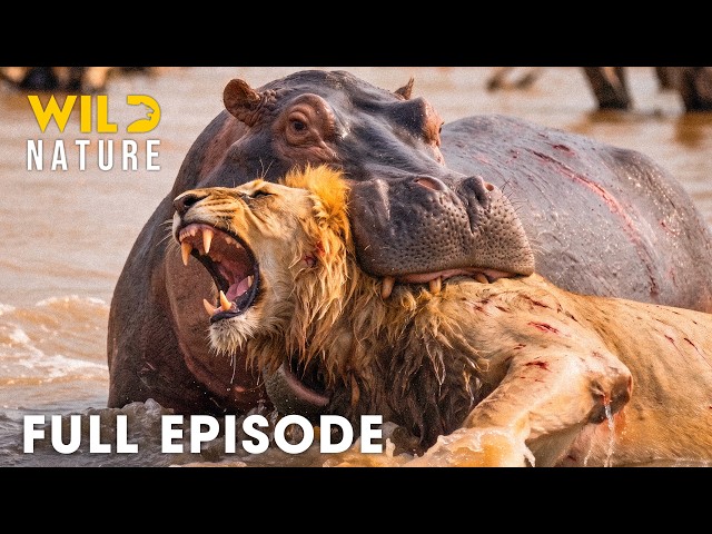 LION VS HIPPO | Zambia’s Deadliest Fights For Survival (Full Episode) | Wildlife Documentary