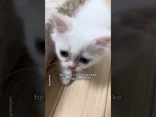 She has grown into a healthy CAR😻 #shorts #cat #funny