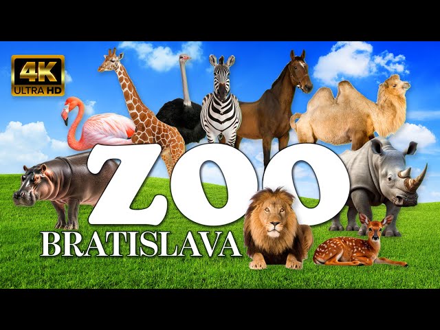 Bratislava Zoo - Animal Footage with Relaxing Music and Nature Sounds