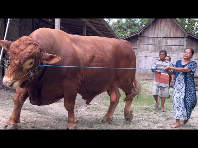 SAPI TERBESAR DI SRAGEN BIKIN GEGER WARGA 🔥