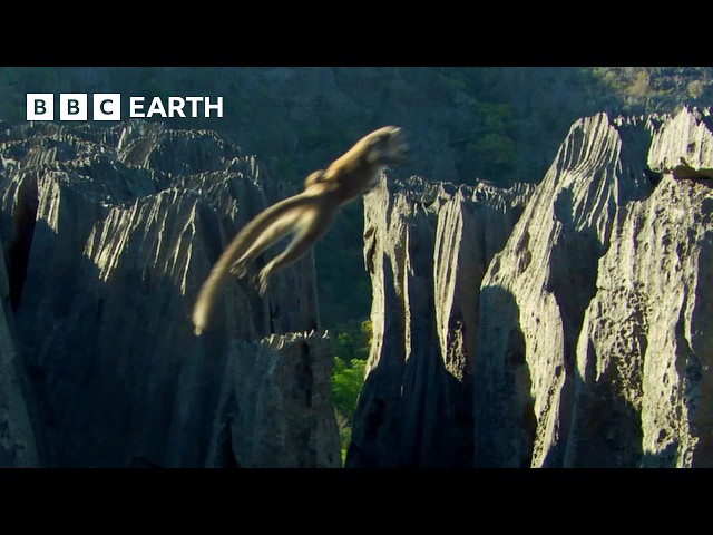 Lemurs Make Rock Climbing Look Easy | BBC Earth