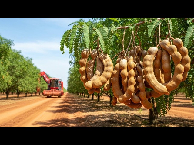 Tamarind Farming Documentary – Harvesting and Modern Processing Technology