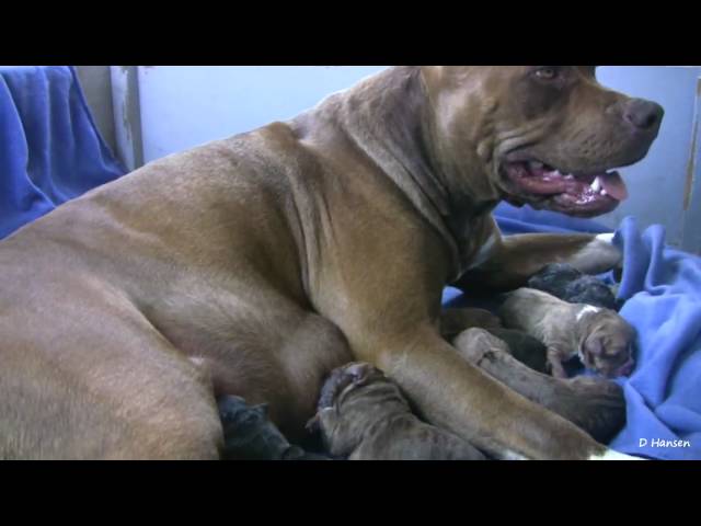 Mia's 8th Pit Bull Puppy (in HD)