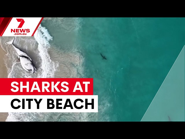 Great whites sharks tagged after whale carcass attracts them to shore | 7NEWS