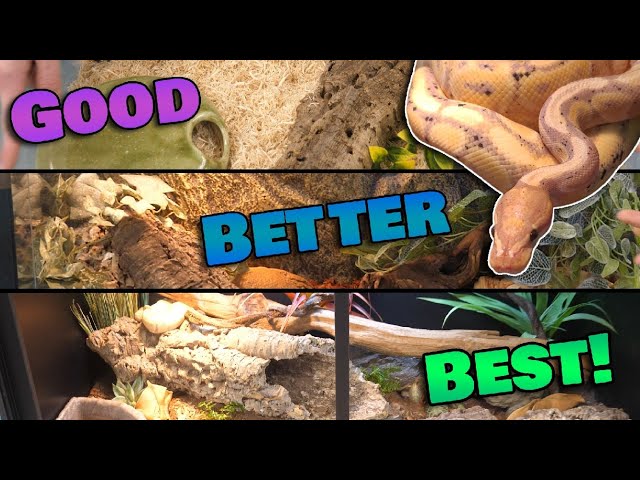 What is the BEST Ball Python Enclosure?