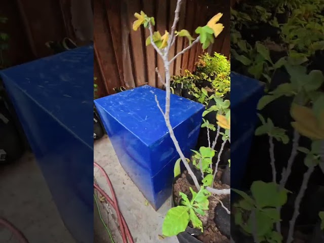 Winter Urban Gardening With Farmer Boy Art