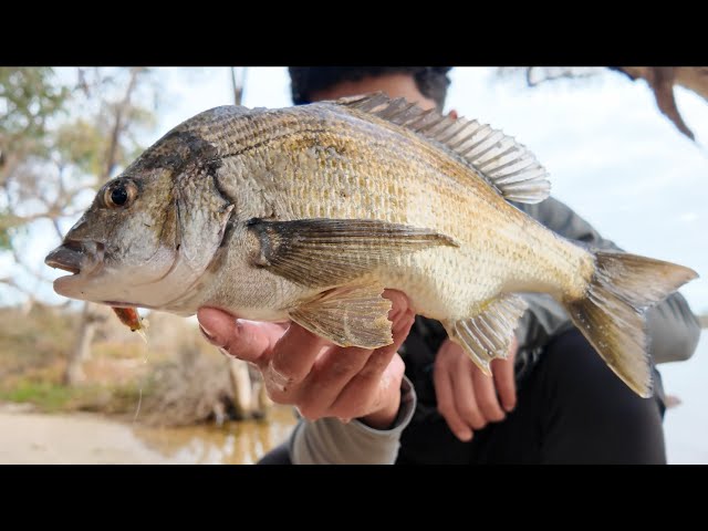 Targeting BIG Swan River Black Bream On Lures! | Perth Bream Fishing