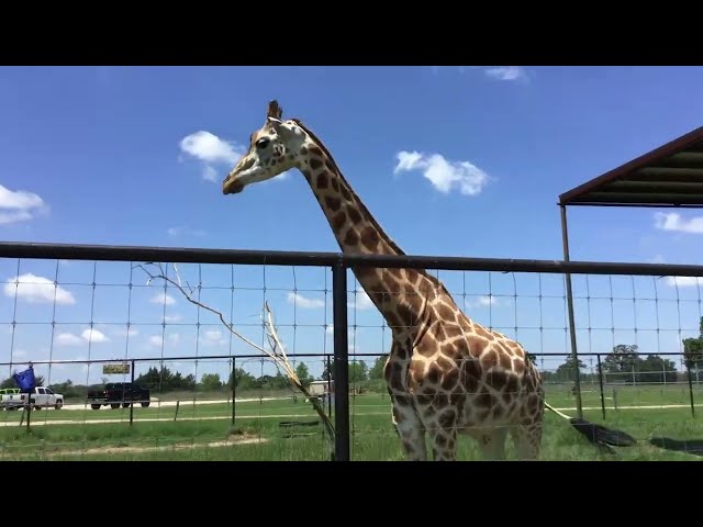 Aggieland Safari, College Station, Texas