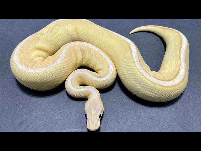 Banana Genetic Stripe Ball Pythons