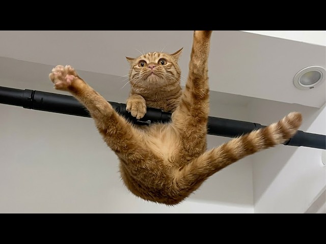 The Funniest CATS... So Far 😂 TOP Funny Cats Video 2026