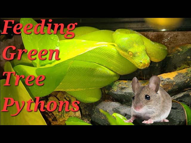 Live - Feeding Green Tree Pythons