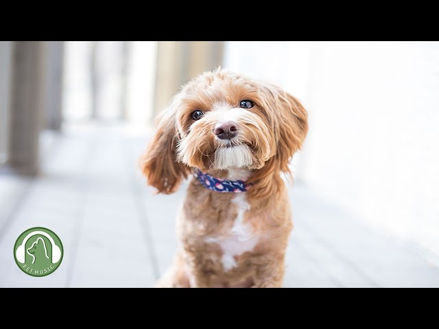 Dog's favorite music - Dog stress relief and sleep music, Separation anxiety music, Stability music.