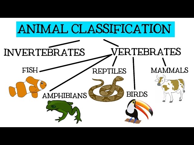 Animal Classification for Children: Classifying Vertebrates and Invertebrates for Kids - FreeSchool