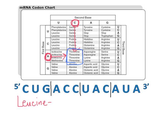 Using a Codon Chart