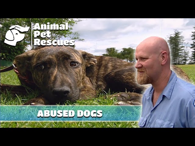 Neighbor's Shocking Complaint Sparks Concern for SPCA | Full Episode | Animal Pet Rescues