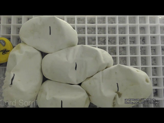 Time Lapse - Ball Python Eggs - Clutch #1 - 2023
