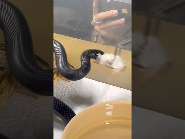 AODA | Mexican Black Kingsnake | #strike #short ⚡️🎬 (02.10.25)