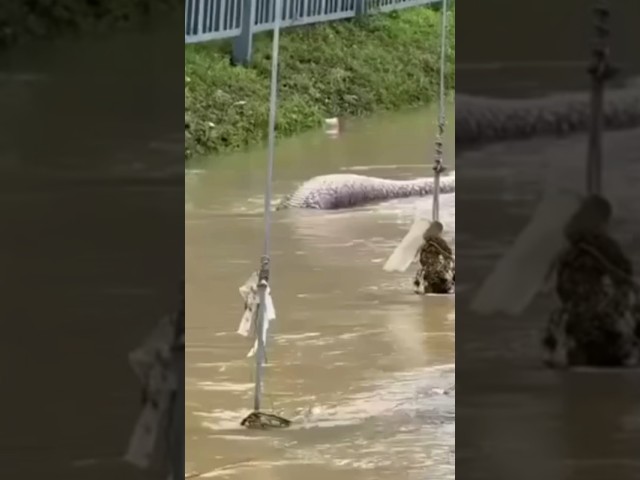 The Reticulated Python Is TERRIFYING