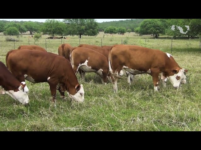 Simmental promotional breed