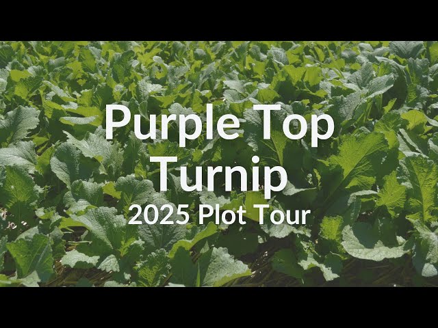 Purple Top Turnip - 2025 Cover Crop Test Plot Tour