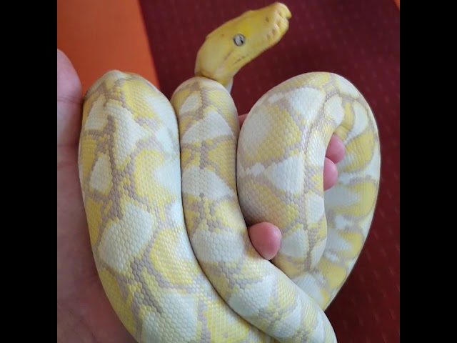 Super dwarf reticulated python