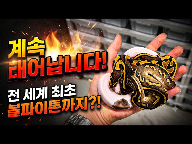 드디어 터졌습니다! 새롭게 태어난 역대급 볼파이톤 베이비들!