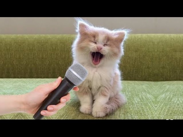 Funniest Cat And Dogs 😂 Funny Animal Videos 2022 #2