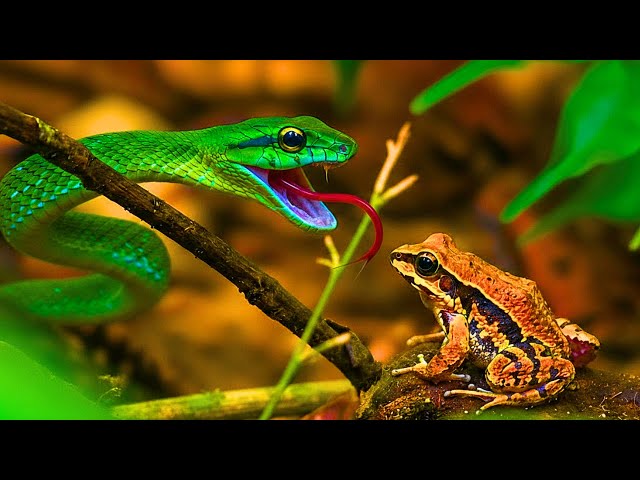 The Most Unbelievable Wonders of The Atlantic Forest | Documentary