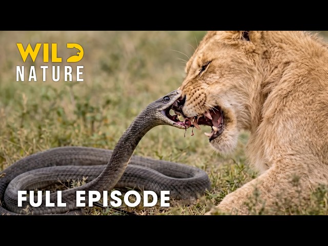 World’s Deadliest Snakes (FULL EPISODE) | A Brutal Fight for Survival | Animal documentary