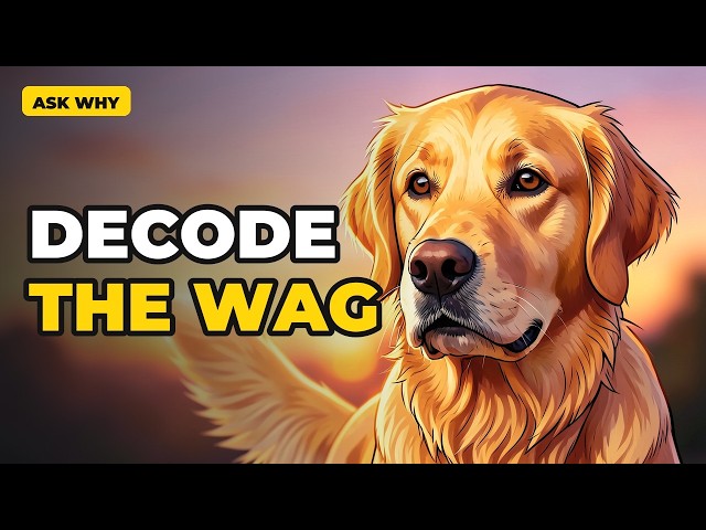 why do dogs wag their tails decode the secret code