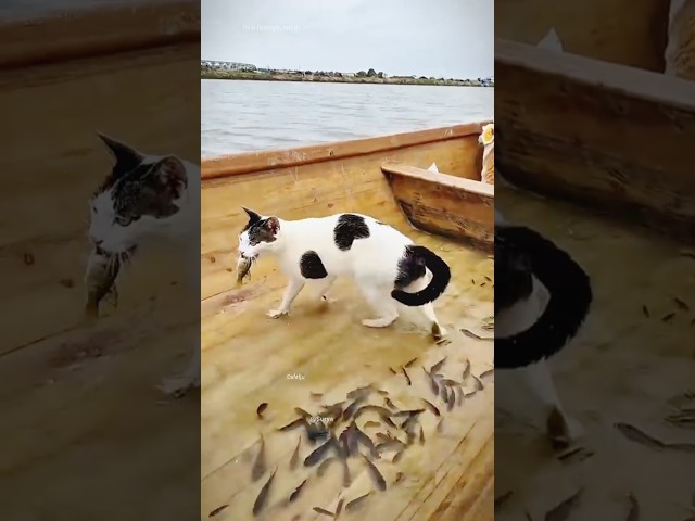 Man Fed Fish to a Hungry Cat — What Happened Next Was Adorable! 😺🐟 #animals #trending #cat #viral